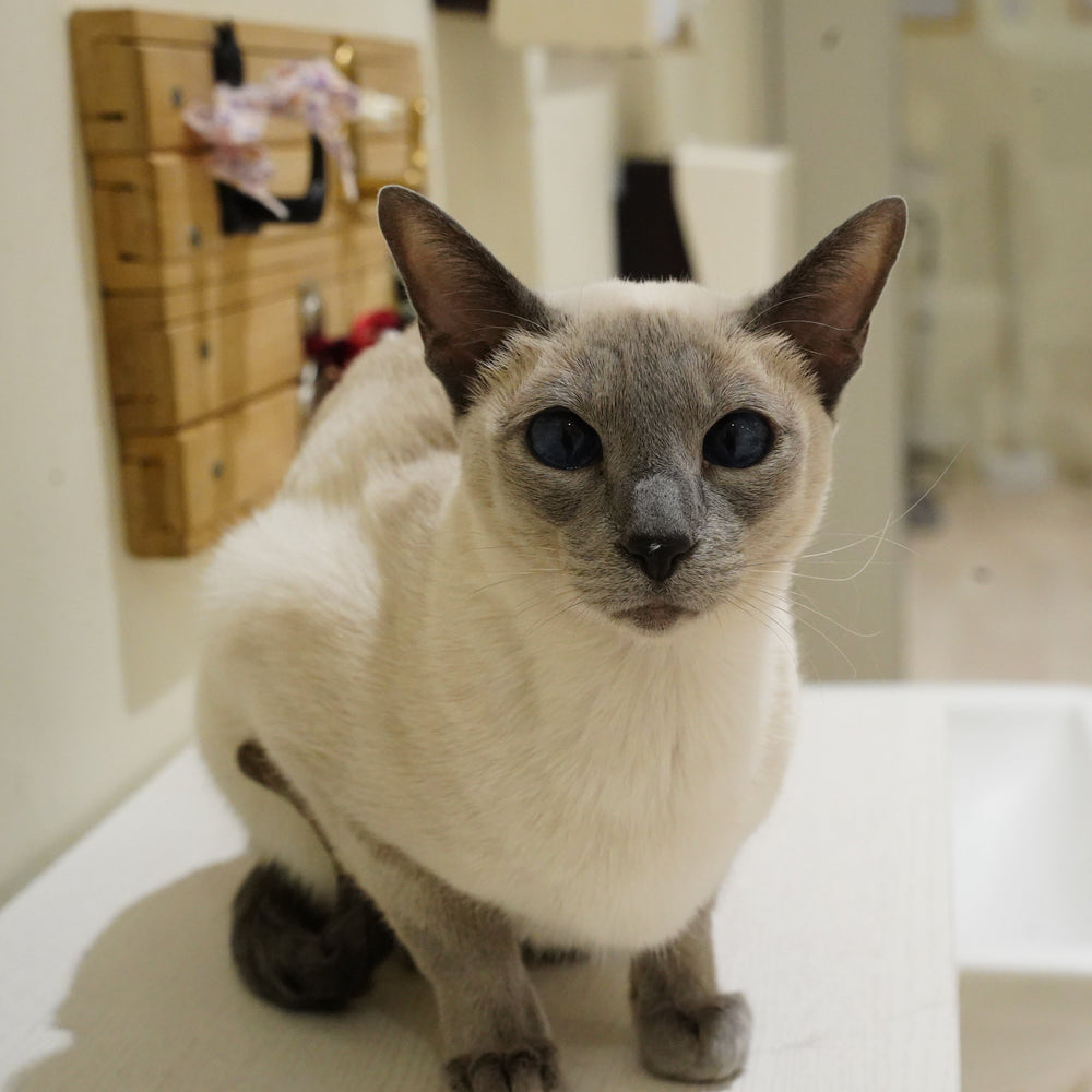 アマネ