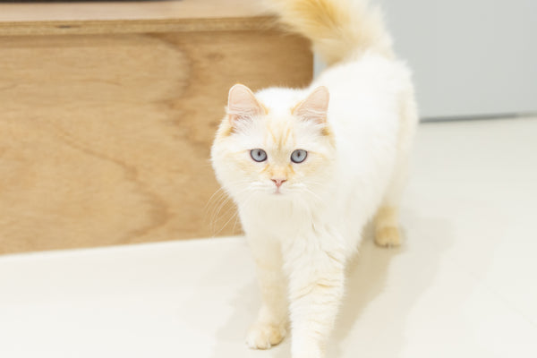 パンナ の写真