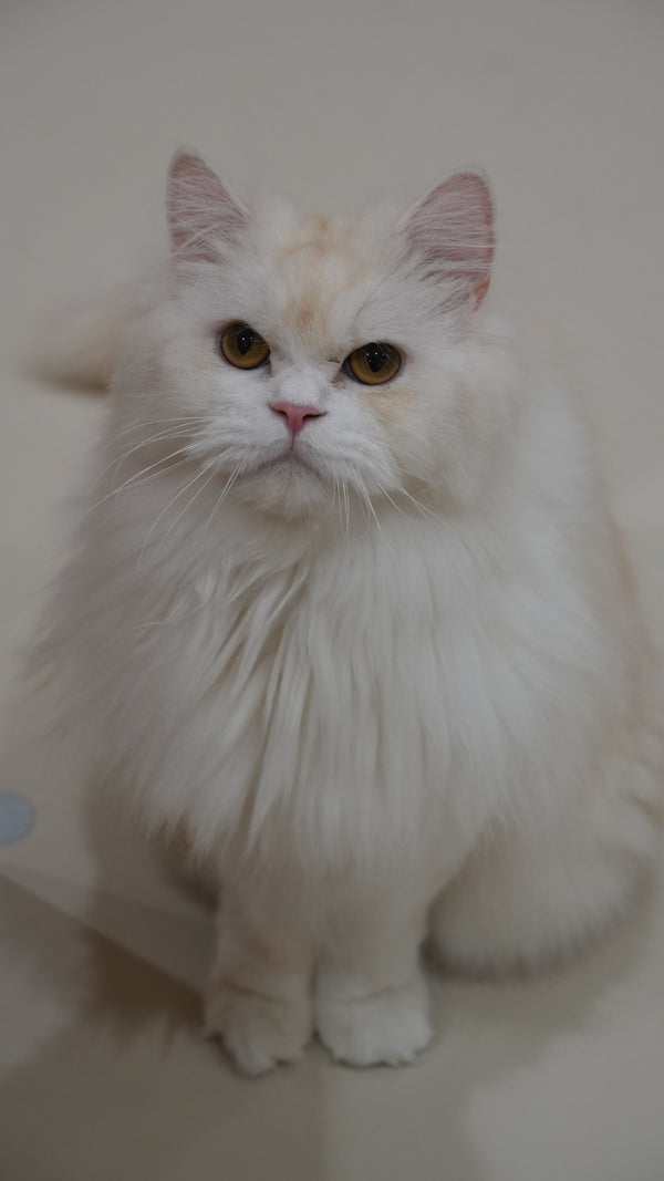シトロン の写真