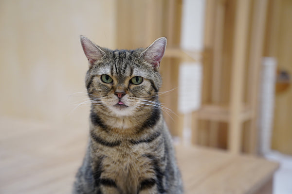 ハナビ の写真