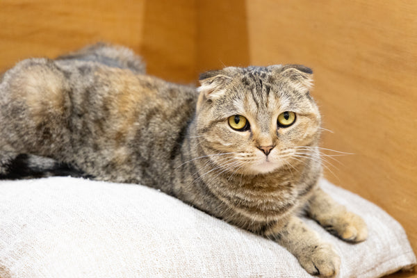 マカロン の写真