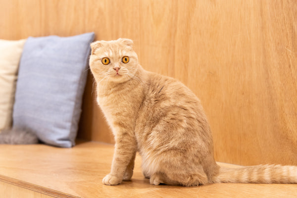 ヒン の写真