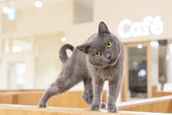 ヒカリ の写真
