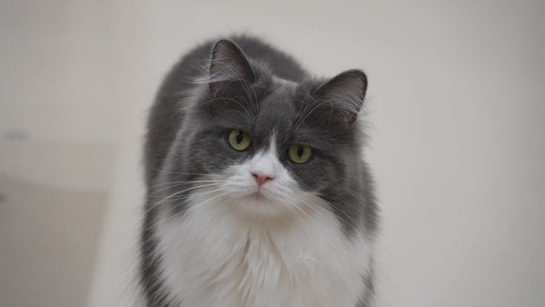 フワリ の写真