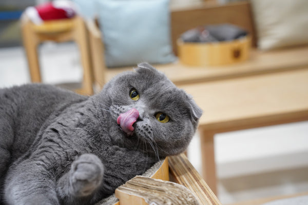ミナ の写真
