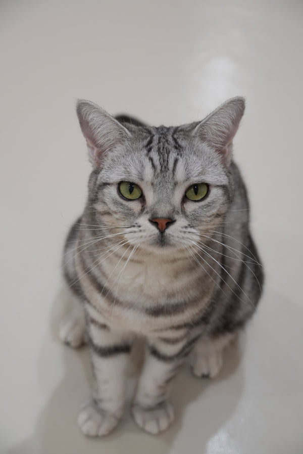 カマロ の写真