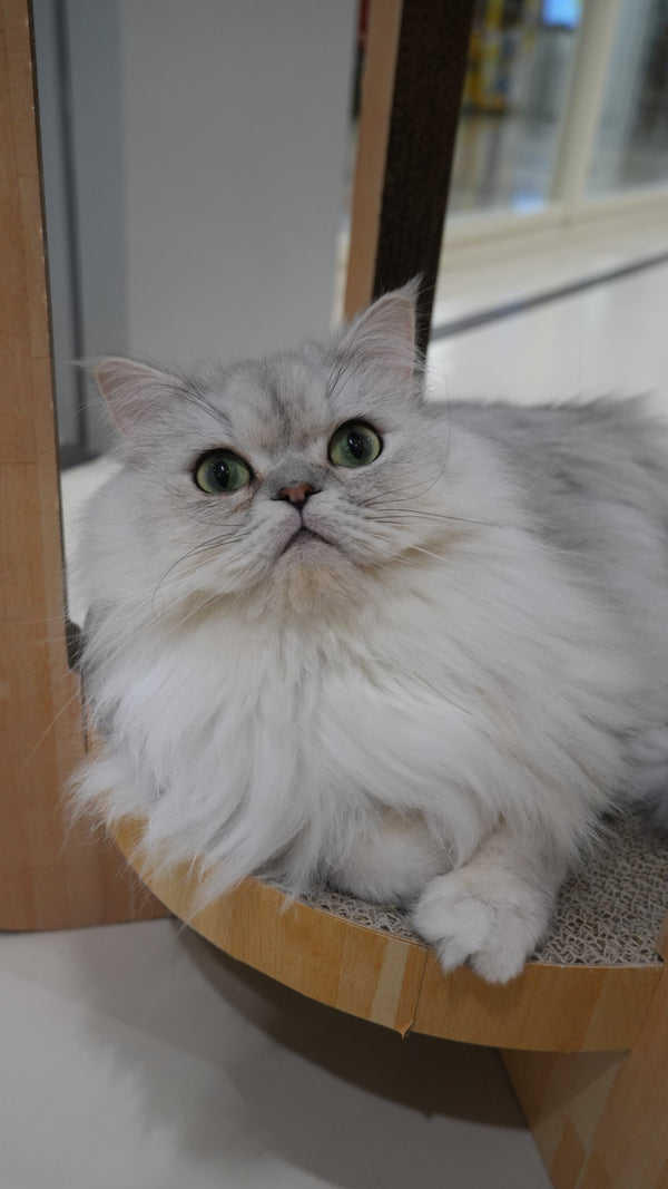 ルーチェ の写真