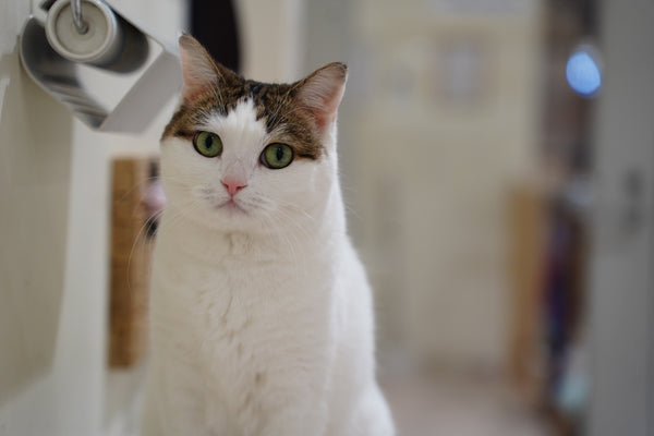 ハナヒメ の写真