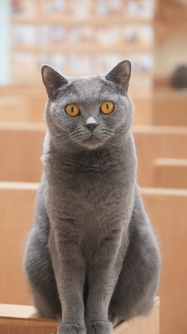 マドカ の写真