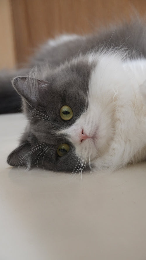 フワリ