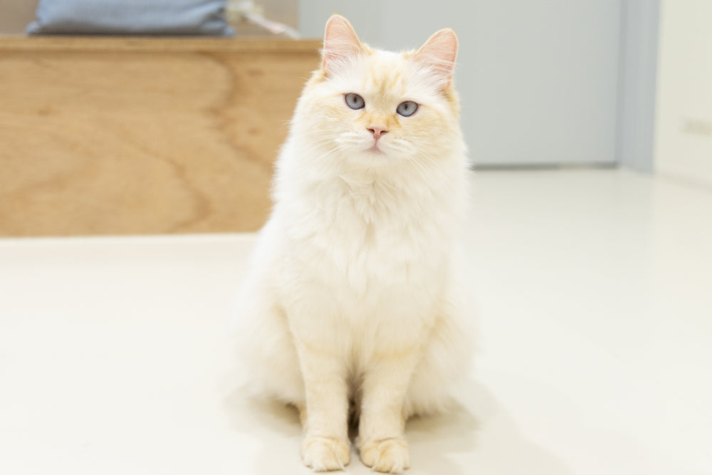 パンナ