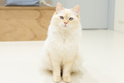パンナ