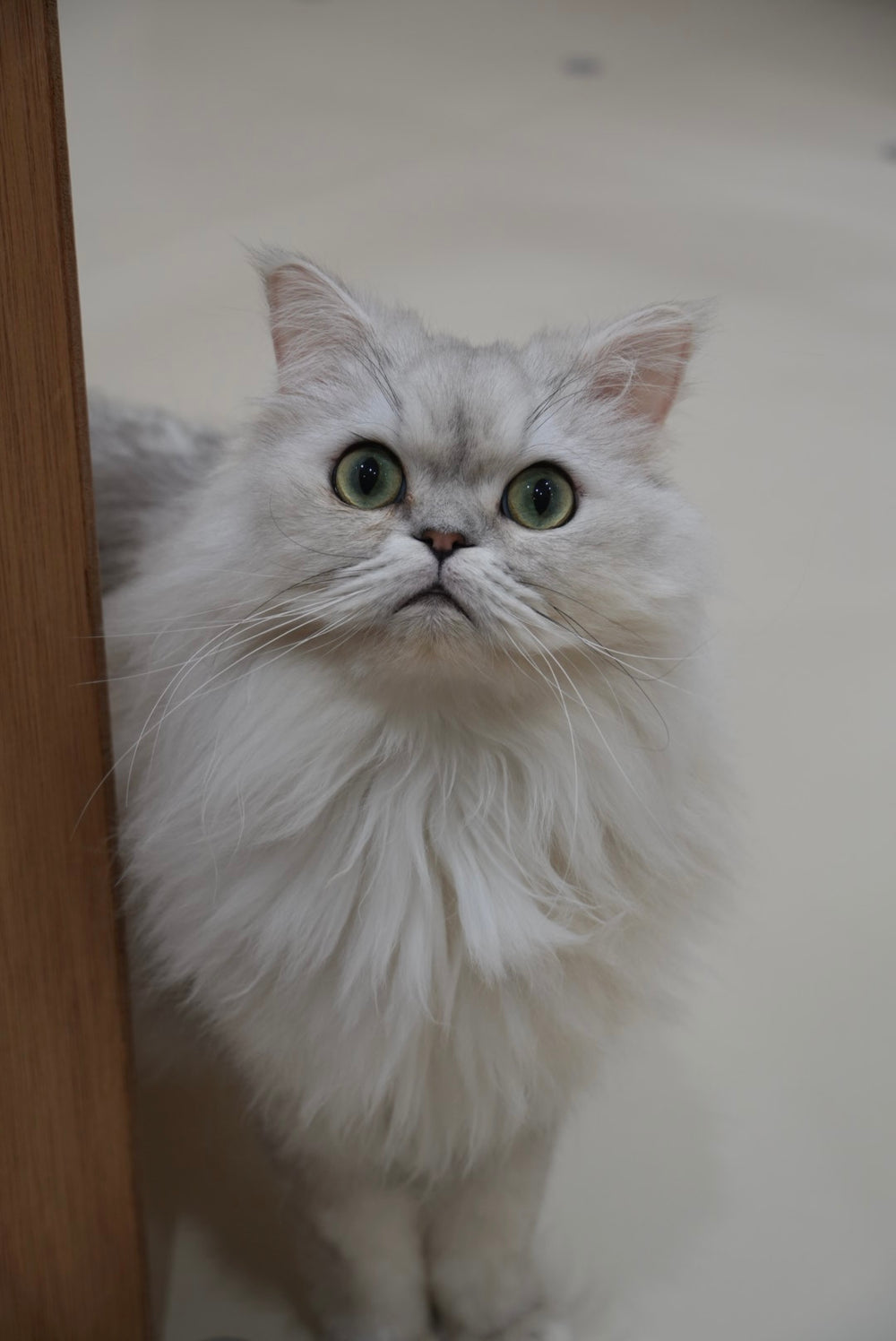 ルーチェ