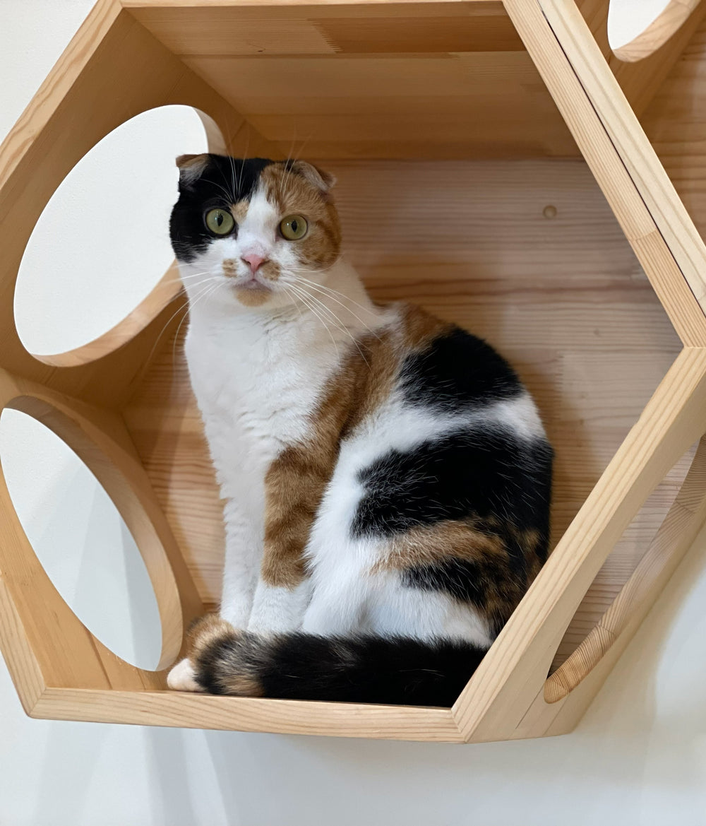 キャンディ