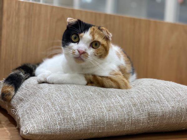 キャンディ の写真