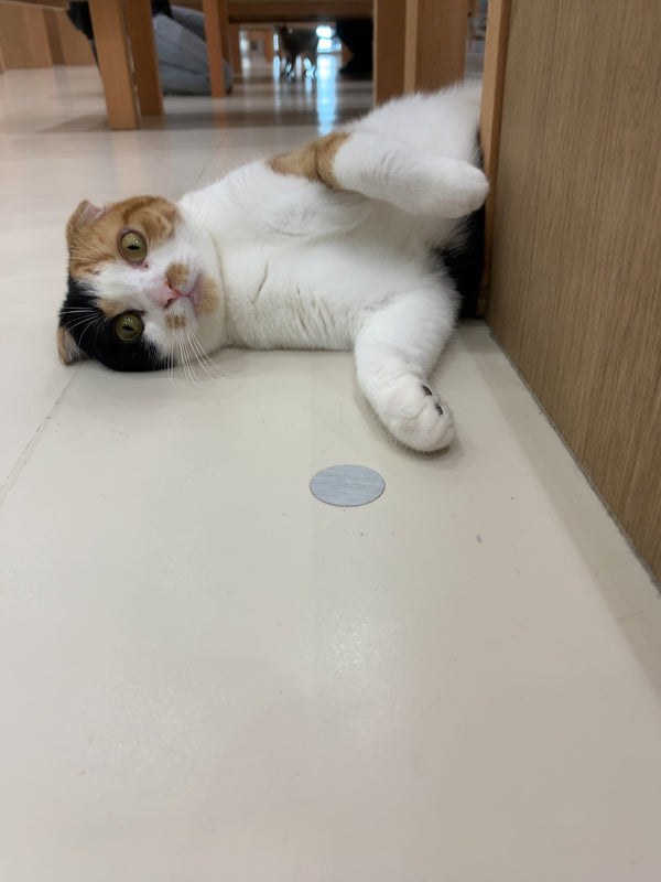 キャンディ の写真