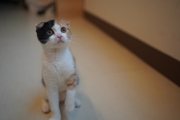 キャンディ の写真
