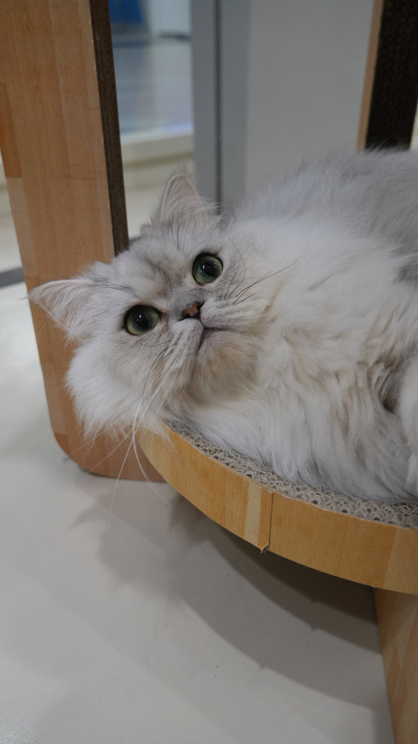 ルーチェ の写真