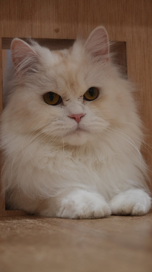 シトロン の写真