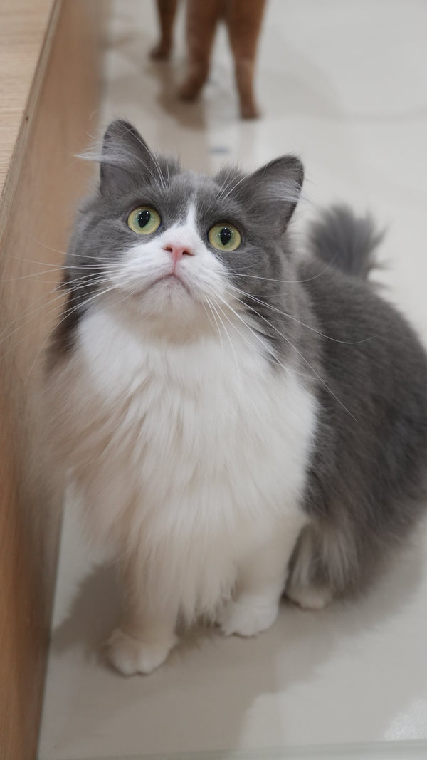 フワリ の写真