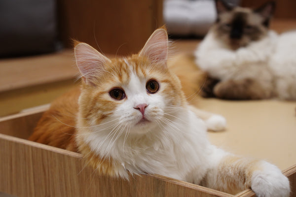 キラ の写真