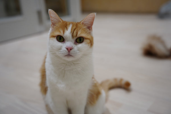 モチキナ の写真