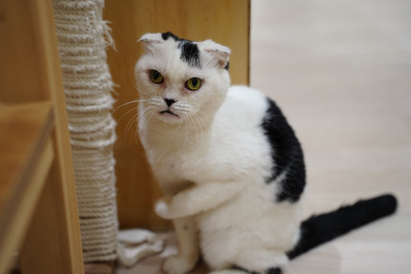 ウシマル の写真