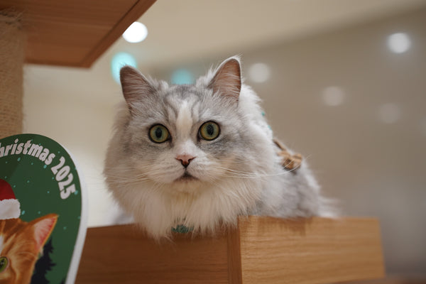 チル の写真