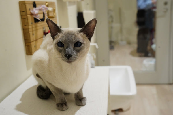 アマネ の写真