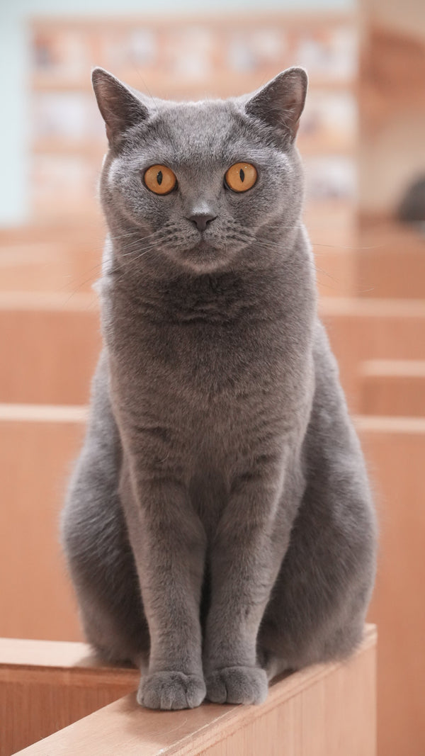 マドカ の写真