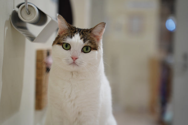 ハナヒメ の写真