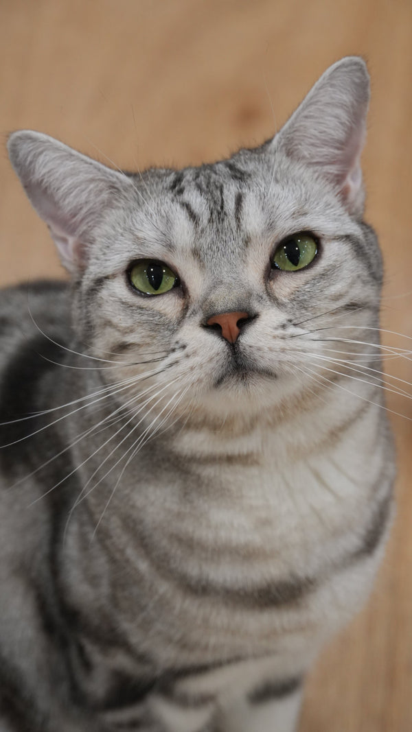 カマロ の写真