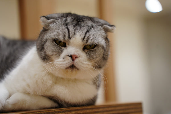 ユキオ の写真