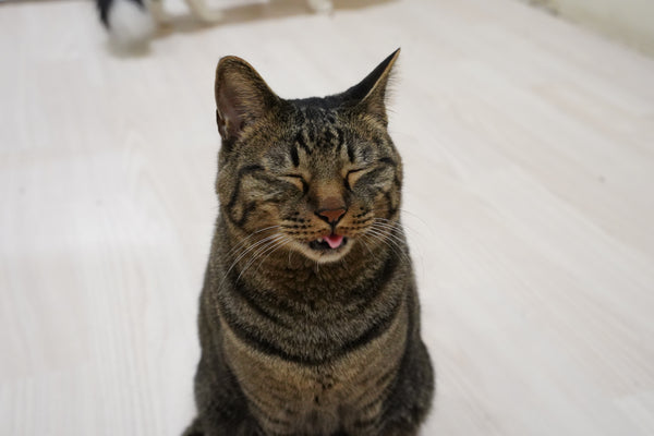 キビスケ の写真