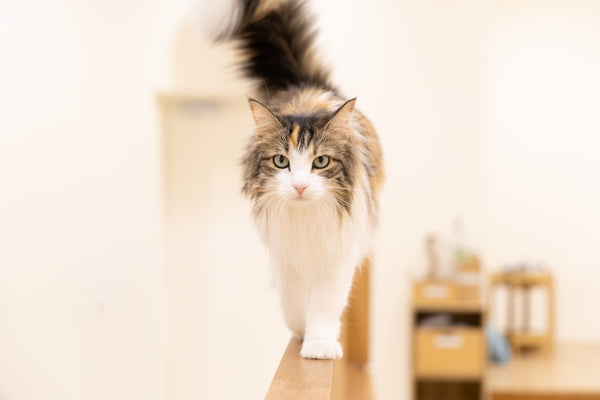 スズラン の写真
