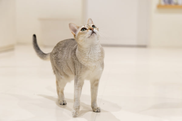 セイラ の写真