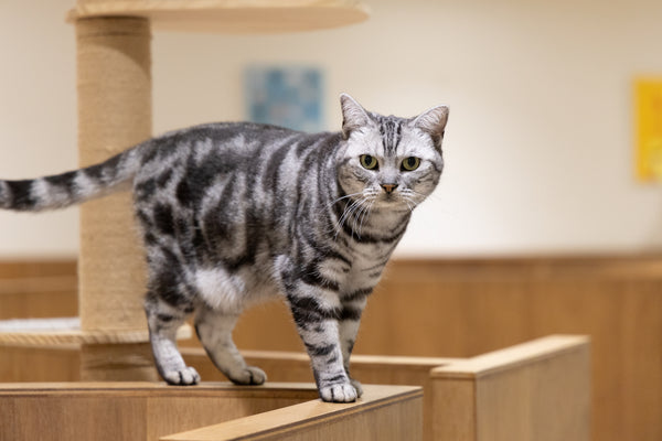 スミレ の写真