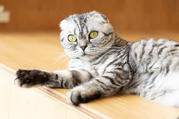 ウノ の写真