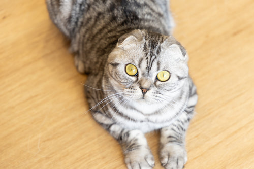 ウノ