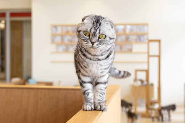 ウノ の写真