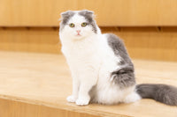 わさび