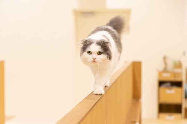 ワサビ の写真
