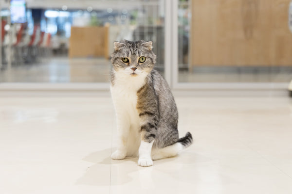 キヨエ の写真
