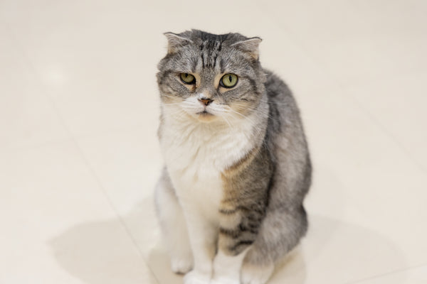 キヨエ の写真