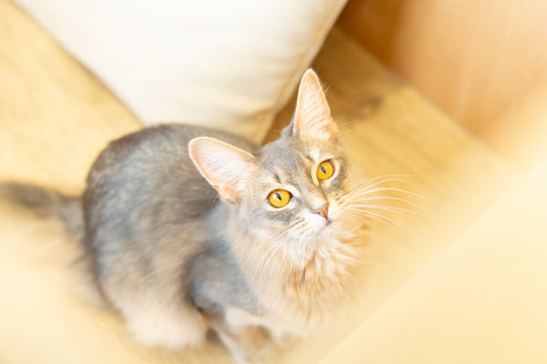 ゾロ の写真