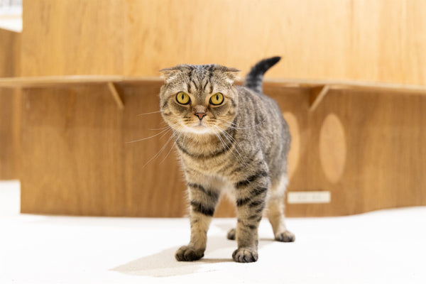 ウィリアム の写真
