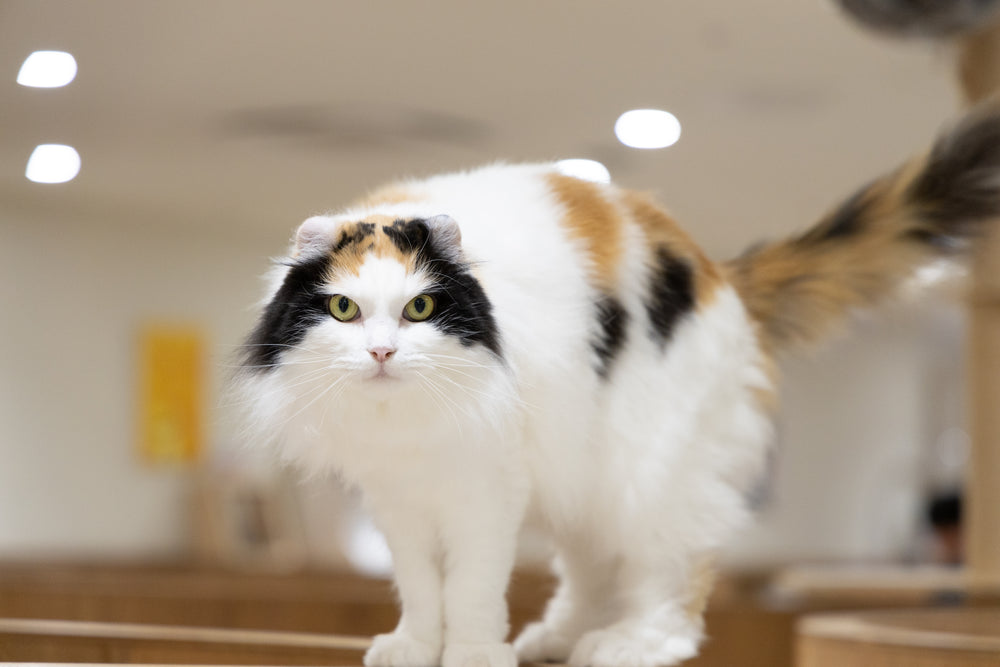 カエデ