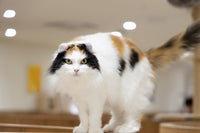 楓