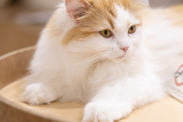 リナ の写真
