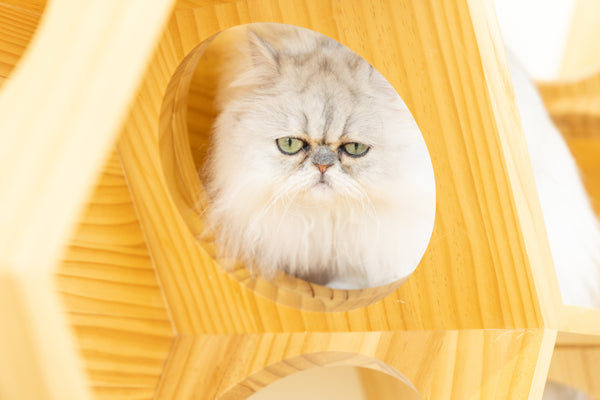 ドロップ の写真